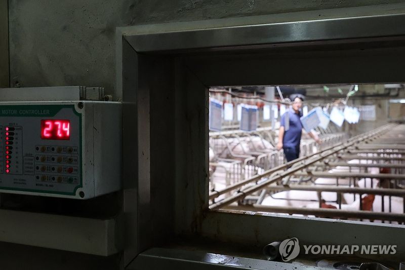 폭염에 취약한 돼지에게 '에어컨 풀가동' (출처=연합뉴스)