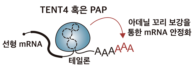 테일론 작용 메커니즘. mRNA에 존재하는 테일론 서열은 TENT4 또는 PAP 단백질과 결합한다. 결합한 효소는 mRNA의 아데닐 꼬리(poly(A) tail)를 보강하여 mRNA를 안정화시킨다. 과학기술정보통신부 제공