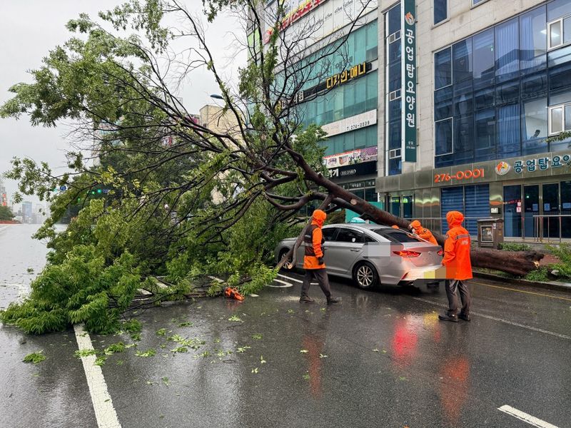 17일 오전 7시 24분께 울산 남구 신정동의 한 도로에서 가로수가 강풍에 쓰러지면서 운행 중이던 택시를 덮쳐 60대 승객 1명이 부상을 입고 병원으로 이송됐다. 울산소방본부 제공
