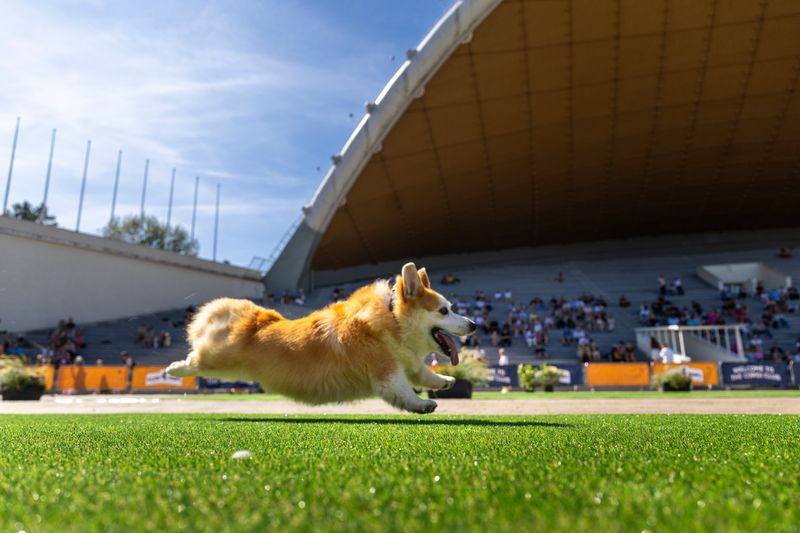 [빌뉴스=AP/뉴시스] 15일(현지 시간) 리투아니아 빌뉴스에서 열린 2026 빌뉴스 코기 경주 행사에서 웰시코기들이 달리고 있다. 2026.08.18.