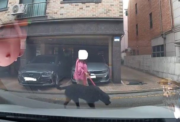[서울=뉴시스]한 여성이 입마개 없이 로트와일러를 산책시켜 온라인상에서 논란이 되고 있다.(사진=보배드림 캡처)2026.08.18.