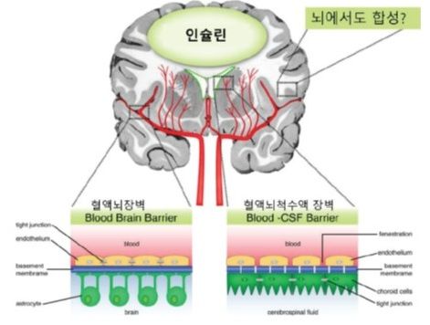 혈당 낮추는 호르몬은 왜 인슐린 하나뿐일까? [안철우 교수의 호르몬 백과사전]