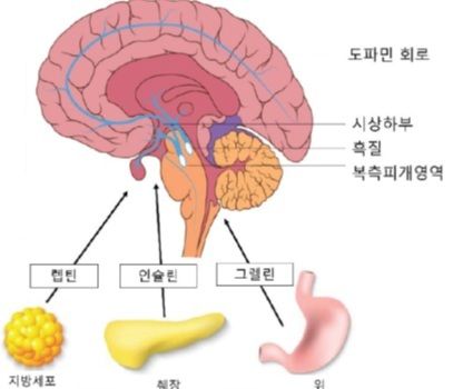 혈당 낮추는 호르몬은 왜 인슐린 하나뿐일까? [안철우 교수의 호르몬 백과사전]