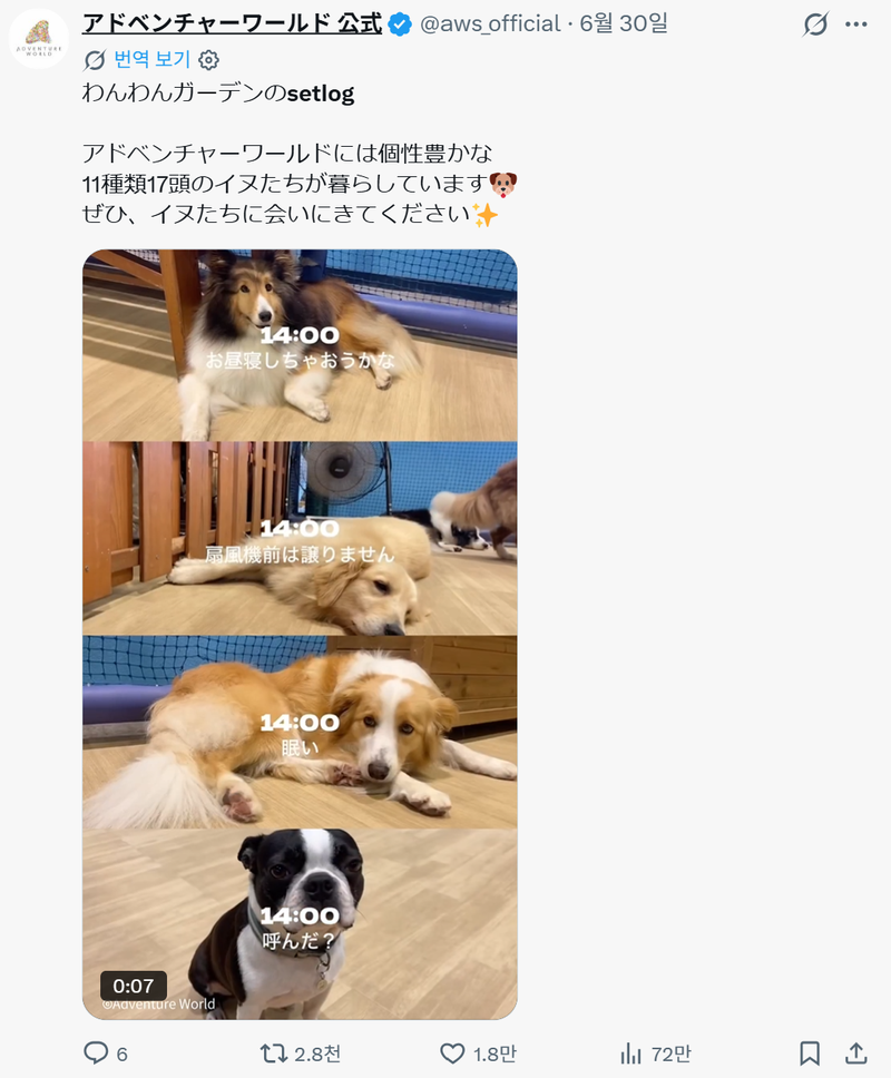 일본 와카야마현의 동물원·테마파크 어드벤처월드가 원내 개 4마리의 산책과 식사, 건강검진 등 하루 일과를 셋로그 형식으로 편집해 공식 X에 공개했다. 어드벤처월드 공식 X 캡처