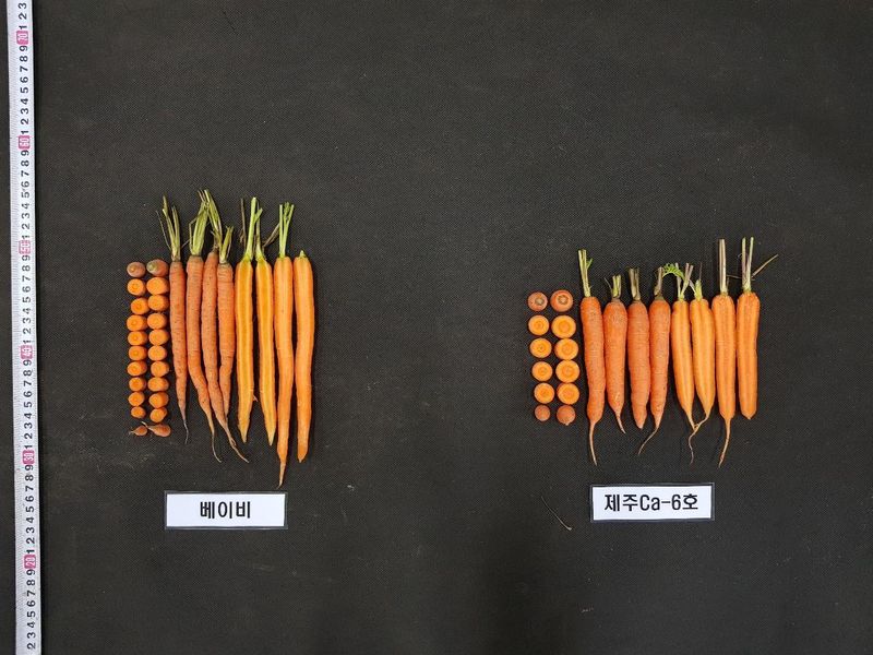 제주도 농업기술원이 농가 실증에 나서는 미니당근 품종 비교 모습. 왼쪽은 프랑스에서 수입되는 ‘베이비’, 오른쪽은 제주가 개발한 ‘미니홍(제주Ca-6호)’이다. 미니홍은 뿌리 길이가 13㎝ 안팎으로 베이비 품종보다 짧고 무게는 약 50g으로 일반 당근의 4분의 1 수준이다. /사진=제주특별자치도 농업기술원 제공