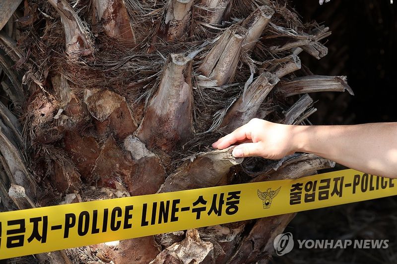 쉽게 꺾이는 베어낸 야자 줄기 (출처=연합뉴스)