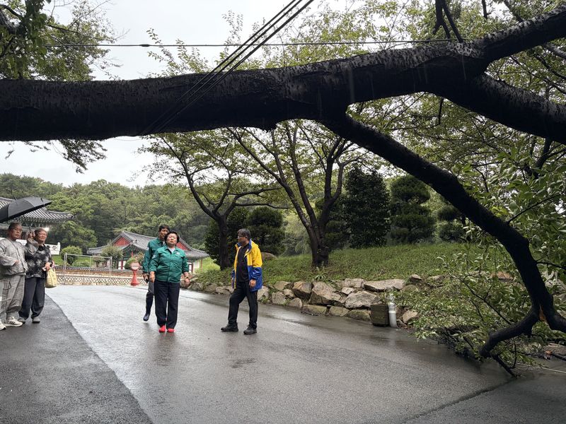 30일 오후 울산 동구에 시간당 100mm의 집중호우가 쏟아지면서 주택과 도로가 침수되는 피해가 잇따랐다. 천기옥 울산 동구청장이 나무가 쓰러진 도로를 막은 월봉사를 찾아 피해를 점검하고 있다. 천 구청장은 이곳뿐만 아니라 일산해수욕장 상가지역과 침수피해를 입은 주택가 현장을 찾아 신속한 피해 복구를 지시했다. 울산 동구 제공