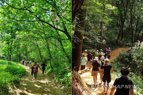 운곡솔바람숲길 (출처=연합뉴스)