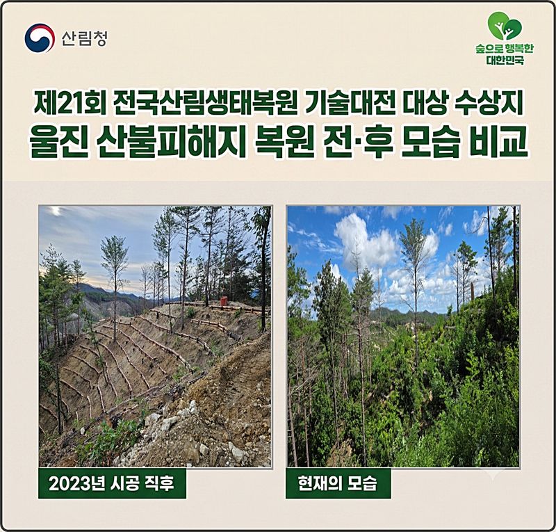 [대전=뉴시스] 울진 산불피해지 복원 전후 모습.(사진=산림청 제공) *재판매 및 DB 금지
