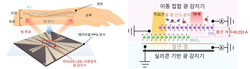 [그림] 2차원 반도체와 실리콘을 수직으로 쌓은 웨어러블 광센서의 구조와 작동 원리. (왼쪽) 손목에 부착한 센서에 적색광과 근적외선을 비춘 뒤 반사되는 빛을 감지해 생체신호를 측정하는 웨어러블 센서의 개념도이다. (오른쪽) 위쪽의 이종 접합 광검출기는 두 종류의 2차원 반도체인 이황화텅스텐(WS2)과 이황화몰리브덴(MoS2)을 겹쳐 만든 것으로 적색광에 강하게 반응하고, 근적외선은 이 층을 통과해 아래쪽 실리콘 광검출기가 감지한다. 두 광검출기 사이의 절연층은 각각의 전기 신호가 서로 섞이는 것을 막아 별도의 광학 필터 없이 두 