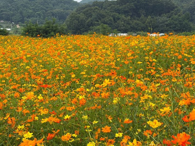 소일마을 愛 꽃밭 (출처=연합뉴스)