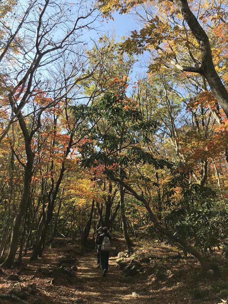 가을빛으로 물든 한라산 탐방로를 여행객들이 걷고 있다. 제주관광공사는 영실~윗세오름과 어리목~윗세오름, 어승생악, 성판악·관음사 등 난이도에 따라 선택할 수 있는 한라산 가을 트레킹 코스를 추천했다. /사진=제주관광공사 제공