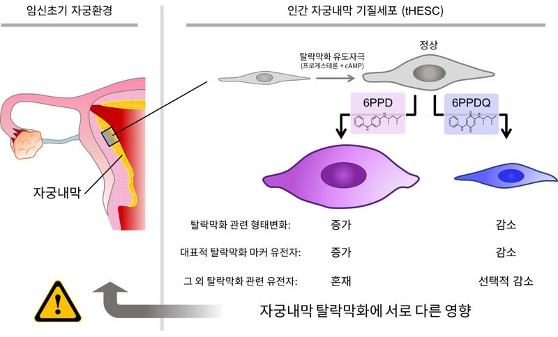 타이어 유래 오염물질 6PPD와 6PPDQ의 자궁내막 탈락막화 영향. 국가독성과학연구소 제공