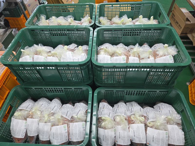전남광주통합특별시(광주특별시)는 빛고을김치 영농조합법인, ㈜해담촌, 다산명가 등 지역 3개 업체가 생산한 배추김치, 갓김치, 묵은지 등 총 1.5t(약 1만달러 상당)의 김치가 미국 로스앤젤레스(LA) 수출길에 올랐다고 3일 밝혔다. 광주특별시 제공