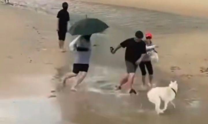 목줄을 채우지 않은 반려견이 다른 일행이 안고 있던 강아지를 공격하는 모습. 출처=온라인커뮤니티 '보배드림'