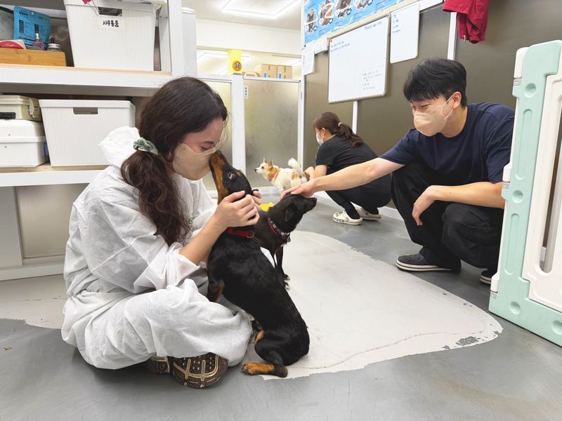 티웨이항공 봉사동호회 쉼봉사 소속 임직원들이 인천에 위치한 유기견 보호소 ‘도로시지켜줄개’에서 유기견들과 교감하며 돌봄 활동을 하고 있다. 티웨이항공 제공