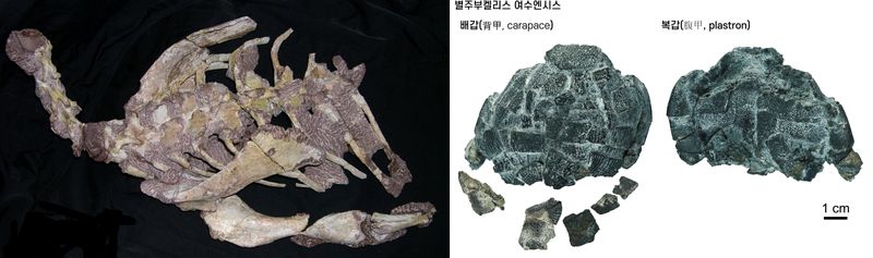 전남광주통합특별시(광주특별시)는 전남대 한국공룡연구센터가 소장한 '보성 조각류공룡 골격화석(왼쪽)'과 '여수 돼지코거북 골격화석(오른쪽)'이 천연기념물로 지정됐다고 4일 밝혔다. 광주특별시 제공
