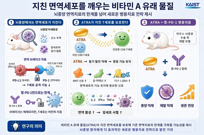 비타민 A 대사물질을 활용한 면역항암제 활성 연구 이미지(AI 생성·KAIST 제공) /뉴스1