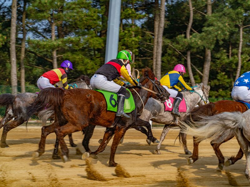 한국마사회 제주경마공원에서 기수들이 말을 타고 경주를 벌이고 있다. 제주도는 말산업특구 평가에서 12년 연속 전국 1위를 차지한 성과를 바탕으로 한국마사회 본사 제주 이전을 추진하고 있다. 사진=한국마사회 제주본부
