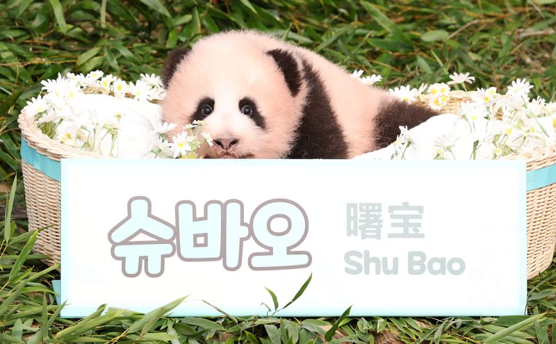 [용인=뉴시스] 김종택기자 = 올해 6월 국내 네 번째 자연 번식으로 태어나 생후 100일을 맞은 아기 판다 '슈바오'가 11일 경기 용인시 에버랜드 판다월드에서 공개되고 있다.'슈바오' 아기 판다는 2020년 푸바오와 2023년 쌍둥이 판다 루이·후이바오 등 언니들에 이어 우리나라에서 출생한 네 번째 암컷 자이언트 판다로 현재 몸무게 약 5.5kg를 기록하며 건강하게 자라고 있다. 2026.09.11. jtk@newsis.com