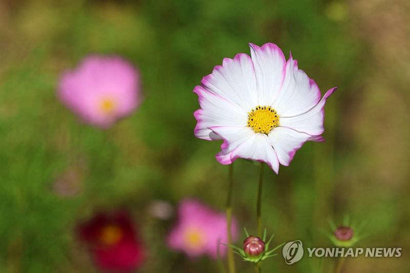 가을맞아 꽃 피운 코스모스 (출처=연합뉴스)