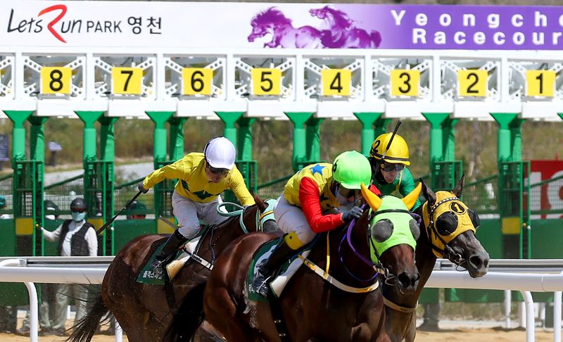 [영천=뉴시스] 이무열 기자 = 13일 경북 영천시 렛츠런파크 영천에서 열린 개장식에서 개장 기념 경주가 펼쳐지고 있다. 경북권 첫 경마공원인 렛츠런파크 영천은 과천, 제주, 부산경남에 이어 국내에서 네 번째로 조성된 경마공원이다. 2026.09.13. lmy@newsis.com