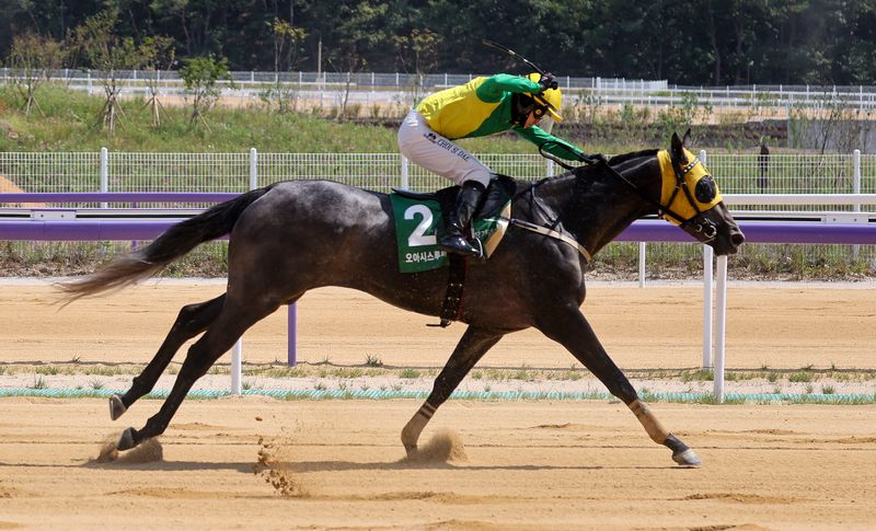 [영천=뉴시스] 이무열 기자 = 13일 경북 영천시 렛츠런파크 영천에서 열린 개장식에서 개장 기념 경주가 펼쳐지고 있다. 경북권 첫 경마공원인 렛츠런파크 영천은 과천, 제주, 부산경남에 이어 국내에서 네 번째로 조성된 경마공원이다. 2026.09.13. lmy@newsis.com