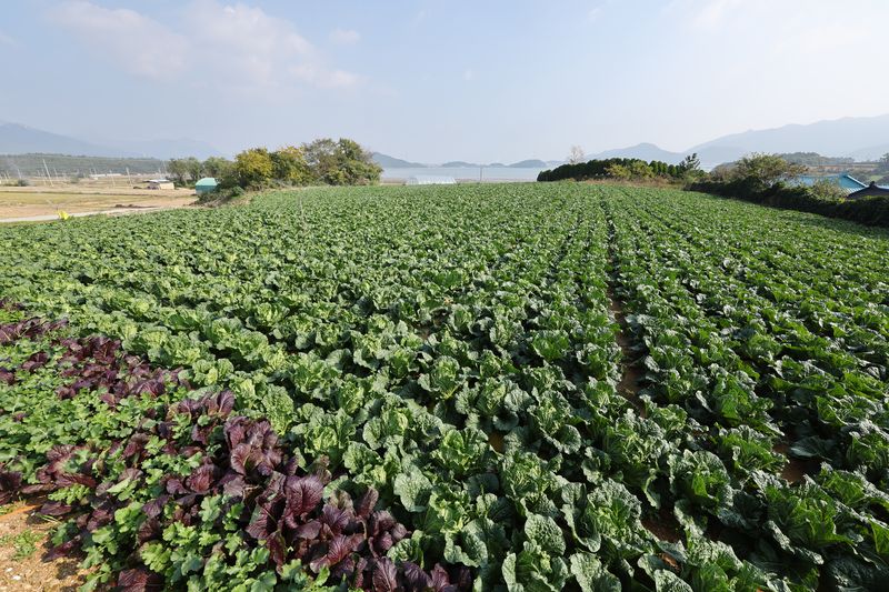 전남 해남군 북평면 앞 배추밭에서 농민들이 배추 수확을 하고 있다. 뉴스1