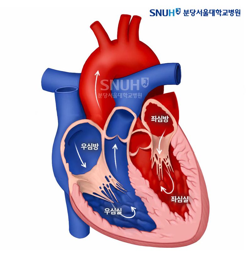 심장의 구조. 분당서울대병원 제공