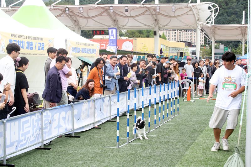 지난해 홍천서 열린 FCI 국제 도그쇼의 한 장면. 홍천군 제공