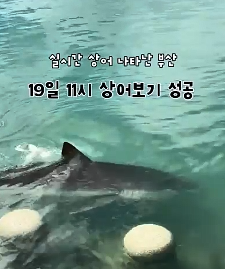 온라인 커뮤티니에 올라 온 상어 목격 게시글. 게시글 캡처