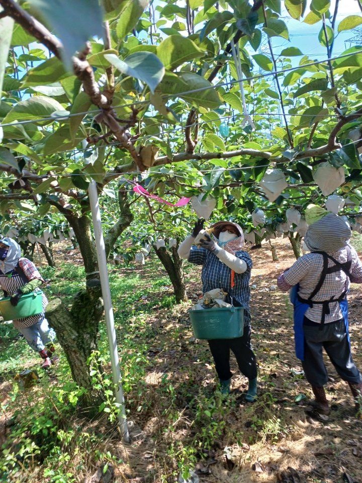 울산 울주군 배 과수원에서 배 수확이 한창이다. 지난여름 혹독한 가뭄에도 불구하고 올해 울산지역 배 작황이 양호한 것으로 나타났다. 울주군 제공
