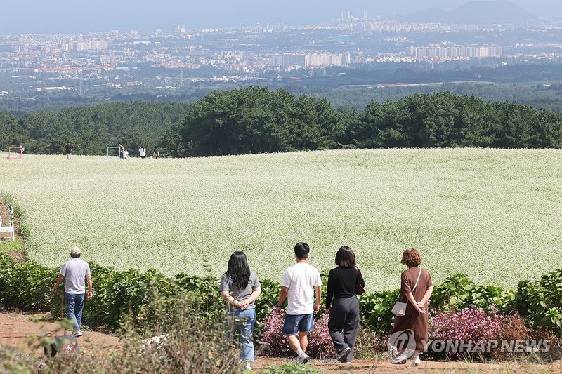 제주는 다시 메밀꽃 필 무렵 (출처=연합뉴스)