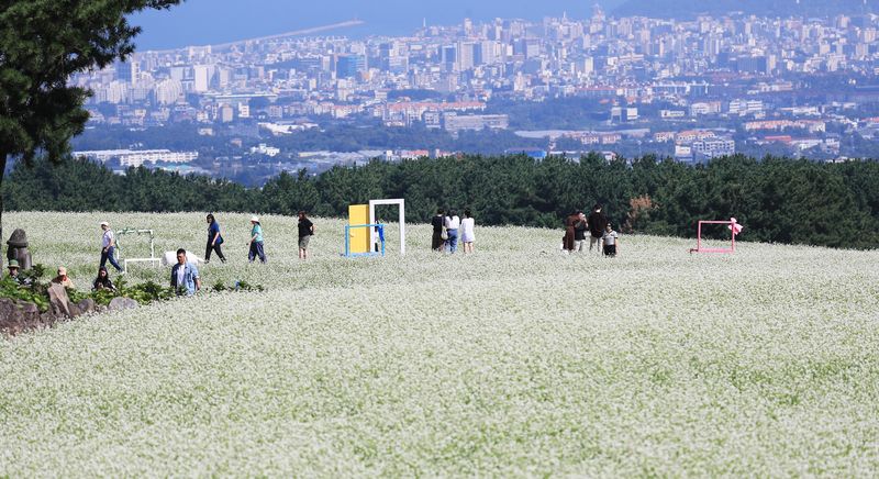 21일 제주시 오라동 메밀꽃밭을 찾은 관광객들이 만개한 메밀꽃을 감상하며 가을 날씨를 만끽하고 있다. 제주에서는 추석 당일인 25일 흐린 날씨로 보름달을 보기 어렵겠으며 26일부터 시작된 비가 27일 오전까지 이어질 전망이다. 사진=뉴시스