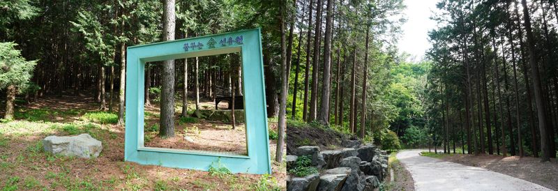 '꿈꾸는 숲 선유원'의 편백숲길(왼쪽)과 편백나무 산책길(오른쪽) 모습