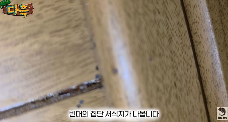 부산의 한 찜질방 벽 틈 등에서 빈대가 발견된 모습. 사진=유튜브 '다흑' 캡처, 뉴시스