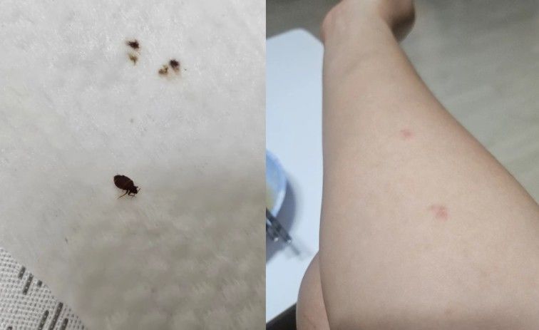 부산의 한 찜질방을 다녀온 뒤 집에서 빈대를 발견했다는 사연이 전해졌다. 사진=스레드 캡처, 뉴시스