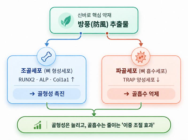 뼈를 만드는 조골세포의 활성은 촉진하고 뼈를 흡수하는 파골세포의 활성은 억제하는 방풍의 이중 조절 기전