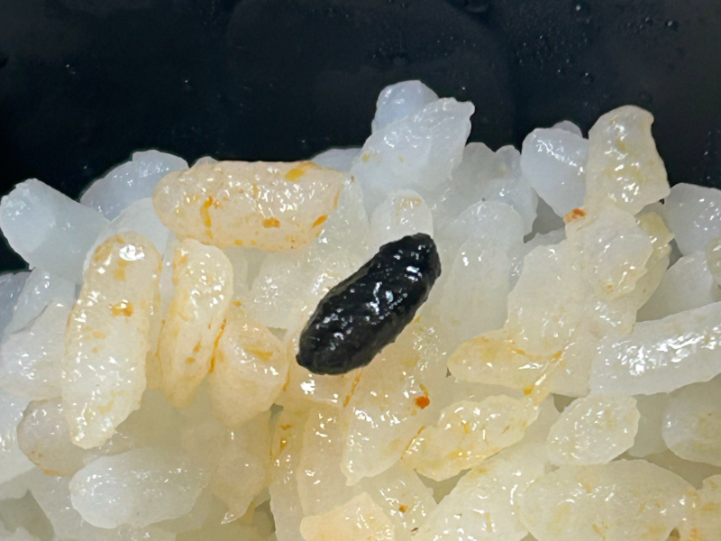 A씨가 배달로 주문한 김치찜을 먹던 중 발견한 검은 물체. 김치찜 국물이 밴 흰 쌀밥 사이에 길쭉한 타원형의 검은 알갱이가 박혀 있다. /사진=스레드