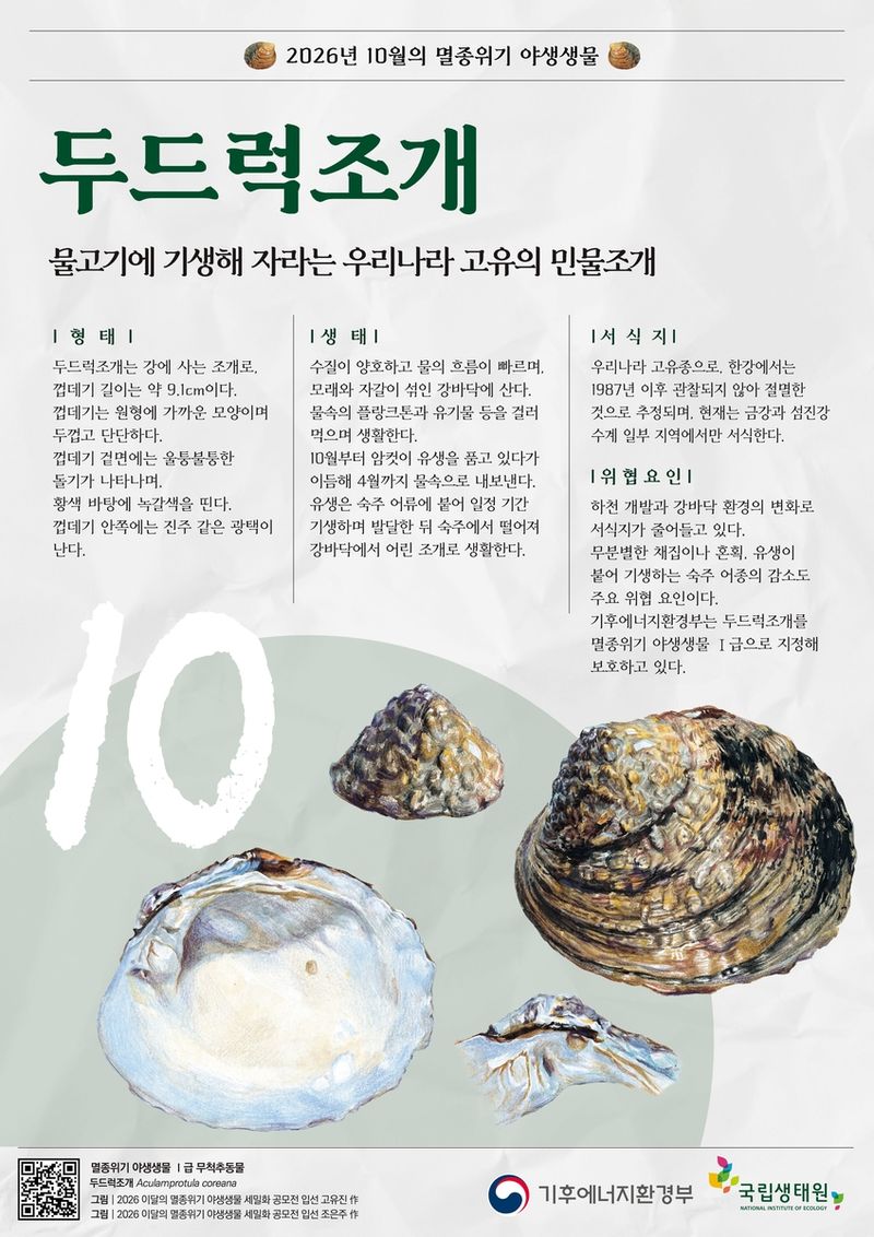 한반도에만 사는 '두드럭조개'…10월 멸종위기종 선정 (출처=연합뉴스)