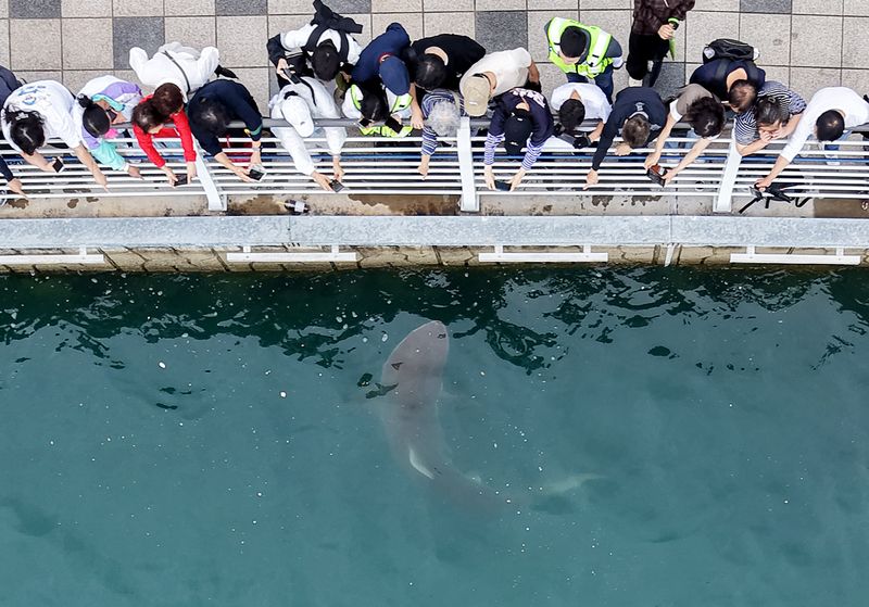 지난달 29일 부산 동구 북항 친수공원 수로에서 관계자들이 선박과 워터펌프를 동원해 상어 '부캉이'를 외해로 유도하고 있는 가운데 시민들이 부캉이를 관람하고 있다. /사진=뉴스1