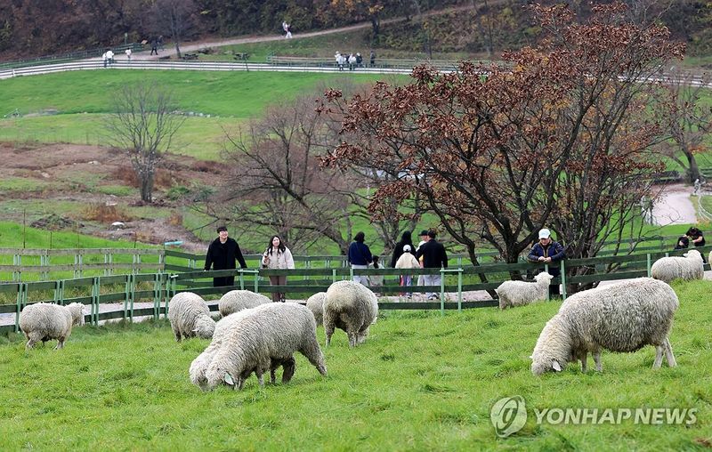 대관령 초원의 양들 (출처=연합뉴스)