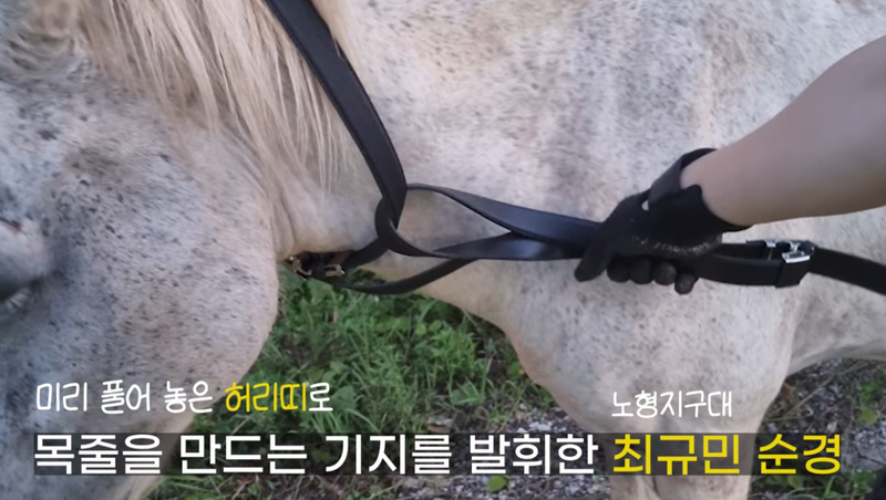 지난 8월 21일 목장을 탈출해 제주 제주시 1100도로 인근을 배회하던 말을 발견한 제주서부경찰서 노형지구대 소속 최규민 순경이 허리띠로 고삐를 만들어 말에게 연결해 안전한 곳으로 인계하고 있다./사진=유튜브 채널 '제주경찰마씸' 캡처