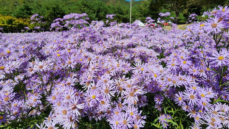 [문경=뉴시스] 김진호 기자 = 2일 국내 최대 개미취 군락지인 경북 문경시 가은읍 문희농원이 보라색 개미취꽃으로 물들어 장관을 이루고 있다. 2026.10.02. kjh9326@newsis.com