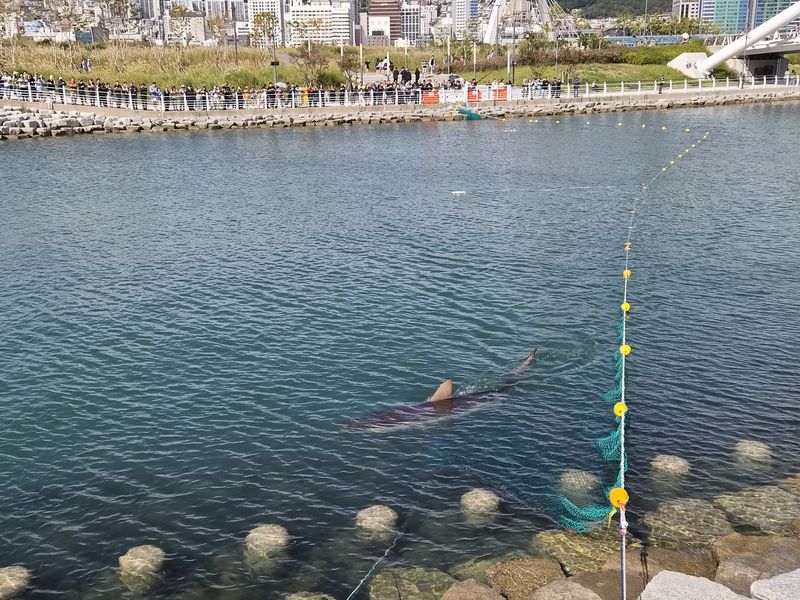 '부캉이'를 보려는 시민들로 붐빈 3일 오전 부산 북항친수공원. /사진=뉴스1