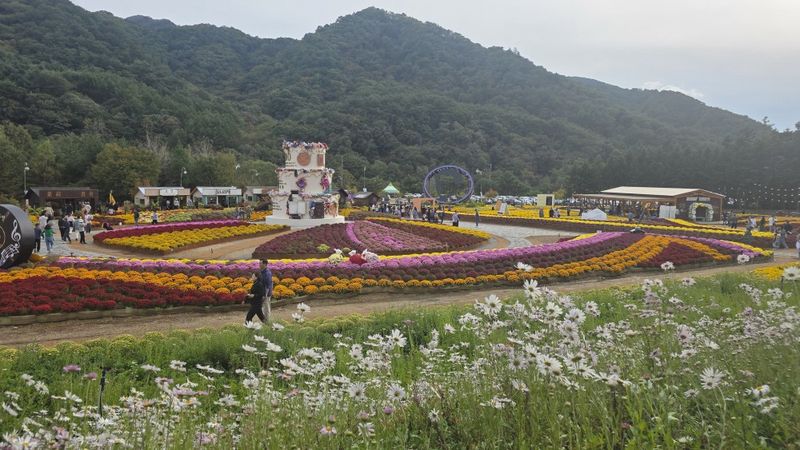 인제군 북면 용대관광지에서 열리고 있는 2026 인제가을꽃축제장을 찾은 관광객들이 붉은색과 노란색, 보라색 국화가 물결무늬로 펼쳐진 꽃밭 사이를 거닐며 가을 정취를 즐기고 있다. 사진=김기섭 기자