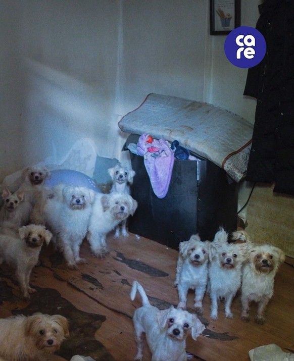 현장 사진. /사진=동물권 단체 케어