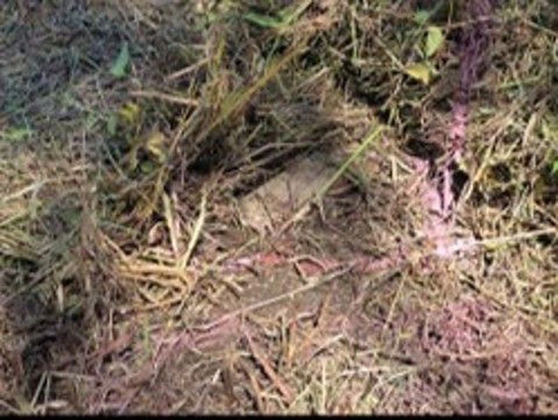 합동참모본부는 지난달 29일 실시한 비무장지대(DMZ) 지뢰 폭발 관련 3일차 현장조사에서 발견된 북한의 수지(플라스틱) 반(反)보병지뢰 1발의 추가 사진을 공개했다. 합동참모본부 제공
