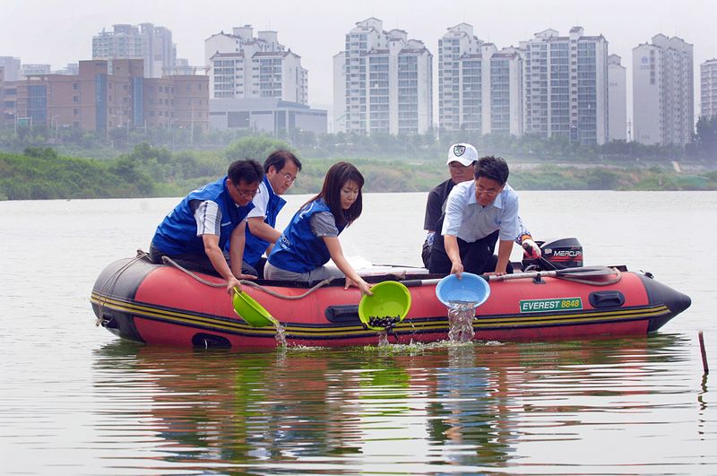 현대차 울산공장이 지난해에 이어 올해도 울산 태화강 일대에서 각시붕어 300마리와 말조개 300여 마리를 방류하며 수생태계 생물종 복원 활동을 이어오고 있다. 현대자동차 울산공장 제공