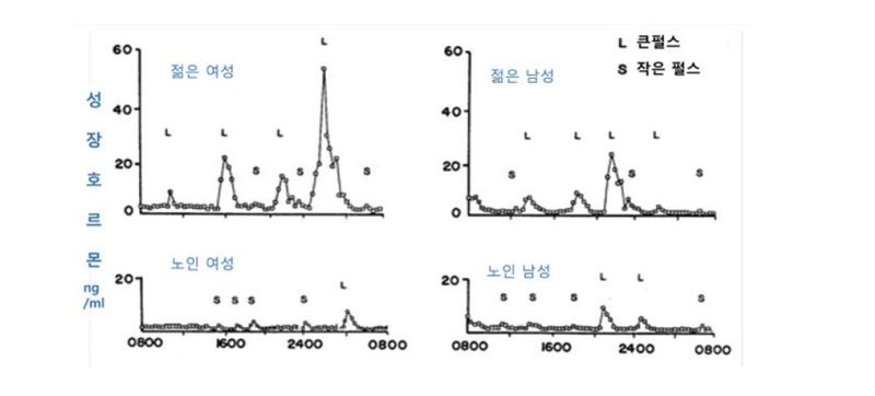 키 크라고 나오던 호르몬, 60~80대엔 '젊음' 지키는 호르몬 [안철우 교수의 호르몬 백과사전]